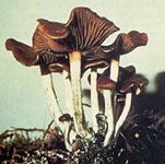 mushrooms