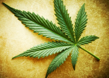 Cannabis leaf on grunge background, shallow DOF.