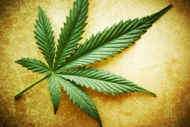 http://www.drugfree.org/wp-content/uploads/2012/02/Marijuana-leaf-2-10-12.jpg