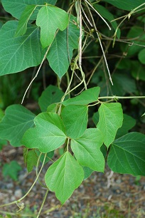 kudzu, Pueraria lobata