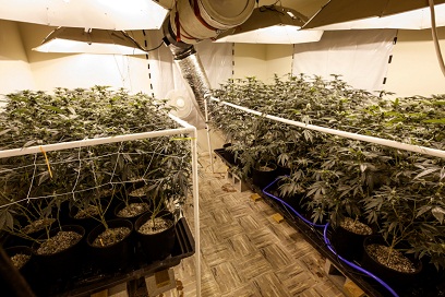 Marijuana growing 8-6-12