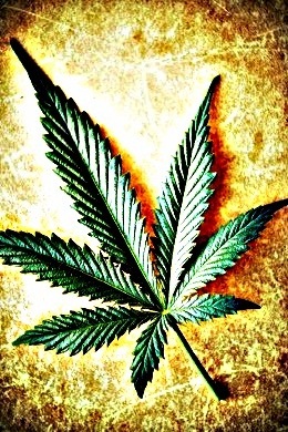 Cannabis leaf on grunge background, shallow DOF.