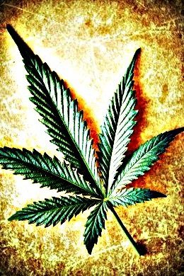 Cannabis leaf on grunge background, shallow DOF.