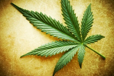 Cannabis leaf on grunge background, shallow DOF.