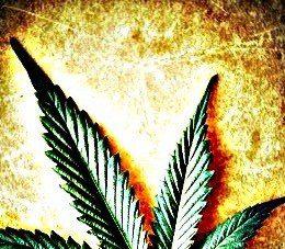 Cannabis leaf on grunge background, shallow DOF.