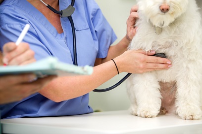 Dog at Vet 12-13-13