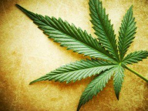 marijuana leaf