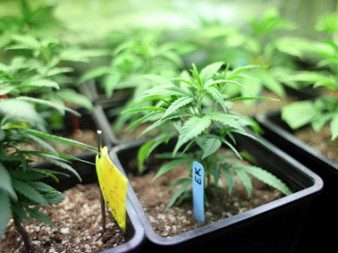 Marijuana crop greenhouse