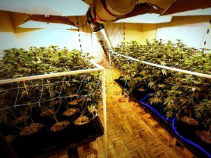 Marijuana growing 3-6-14