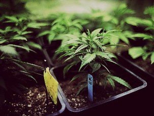 Marijuana crop greenhouse 6-26-14