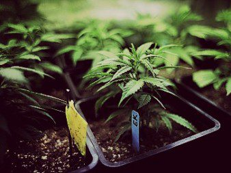 Marijuana crop greenhouse 6-26-14