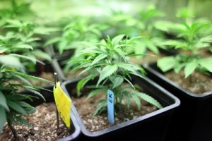 Marijuana crop greenhouse